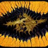 Coram Lethe - ... A Splendid Chaos